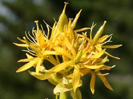 Gentiane jaune description2 Gentiane Jaune : plante médicinale
