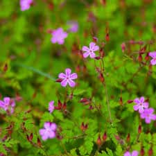 Geranium robert description1 Géranium Robert : plante médicinale