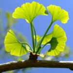 Ginkgo description1 1 Ginkgo : plante médicinale