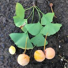 Ginkgo description2 Ginkgo : plante médicinale