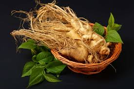 Ginseng Rouge : Plante médicinale 