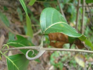 Griffe du chat : plante médicinale