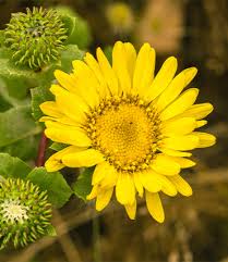 Grindelia description1 Grindélia : plante médicinale
