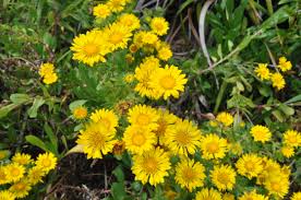 Grindelia description2 Grindélia : plante médicinale
