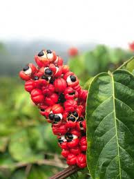 Guarana : Plante médicinale 