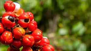 Guarana : Plante médicinale 