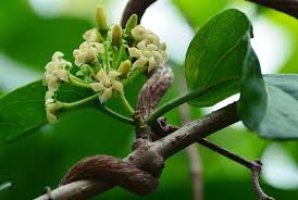 Gymnema Sylvestre  : Plante médicinale 