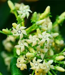 Gymnema Sylvestre  : Plante médicinale