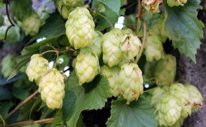 Houblon plante medicinale 1.jpg 1 Houblon : Plante médicinale