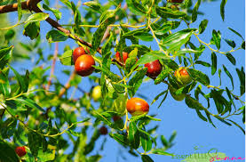 Jujubier sidr description1 Jujubier (Sidr) : Plante médicinale