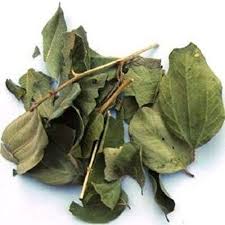 Jujubier sidr description2 Jujubier (Sidr) : Plante médicinale