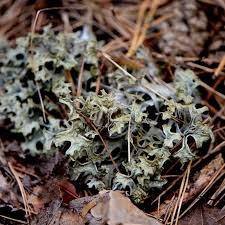Lichen d'Islande : Plante Médicinale