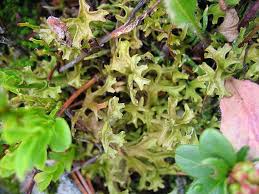 Lichen d'Islande : Plante Médicinale