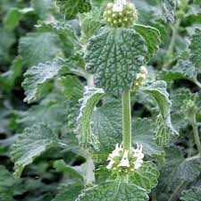 Marrube Blanc : Plante Médicinale