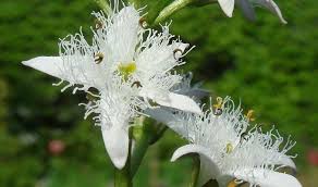 Menyanthe description1 Ményanthe : Plante médicinale