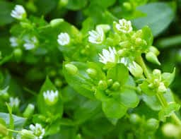 Mouron blanc stellaire description1 Mouron Blanc (stellaire) : Plante médicinale