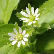 Mouron blanc stellaire description2 Mouron Blanc (stellaire) : Plante médicinale