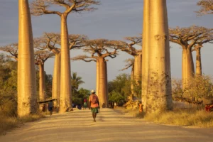 article blog Baobab 2