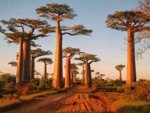 article blog Baobab