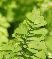 capillaire vert description1 Capillaire vert : plante médicinale
