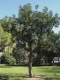 caroubier: plante médicinale 