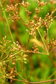 carvi jaune plante medicinale Carvi jaune : plante médicinale