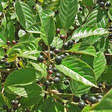 cascada sagrada plante medicinale 1 Cascara Sagrada: plante médicinale