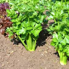 Céleri: plante médicinale