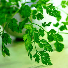 Cerfeuil : plante médicinale
