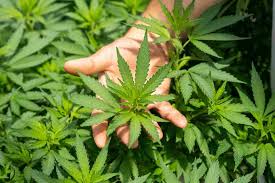Chanvre CBD : Plante médicinale