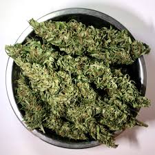 Chanvre CBD : Plante médicinale