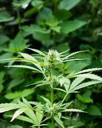 Chanvre Sauvage : plante médicinale