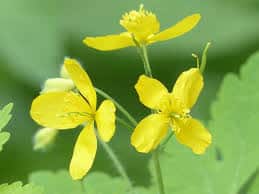 Chélidoine : Plante médicinale