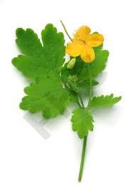 Chélidoine : plante médicinale