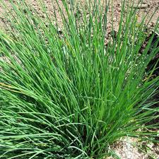 Ciboulette : plante médicinale