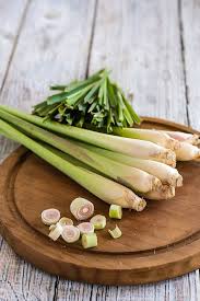Citronnelle (lemon grass): plante médicinale