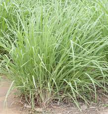 Citronnelle (lemon grass) : plante médicinale