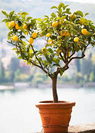 citronnier description1 Citronnier : plante médicinale