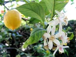 citronnier description2 Citronnier : plante médicinale