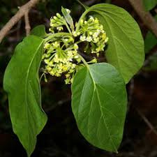 condurango : plante médicinale