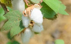 cotonnier : plante médicinale