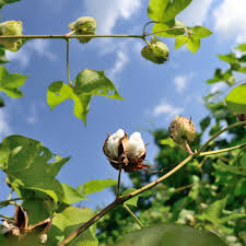 cotonnier : plante médicinale 