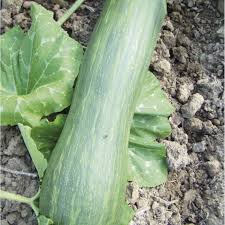 Courge : Plante médicinale