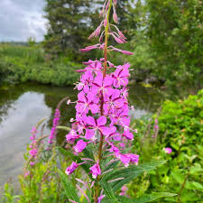epilobe Angustifolium description1 Épilobe Angustifolium : Plante médicinale