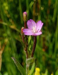 epilobium parviflorum description1 1 Epilobe Parviflorum : plante médicinale