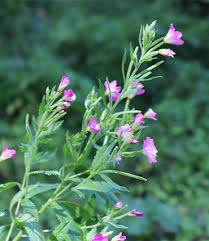 epilobium parviflorum description2 Epilobe Parviflorum : plante médicinale