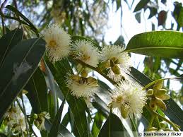 eucalyptus description1 Eucalyptus : plante médicinale