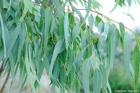eucalyptus description2 Eucalyptuse : Plante Médicinale
