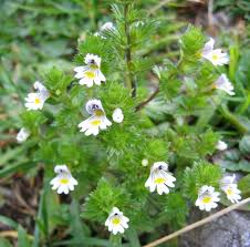euphraise description2 Euphraise : plante médicinale