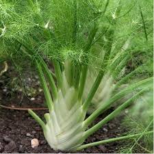 fenouil description1 Fenouil Doux : Plante médicinale